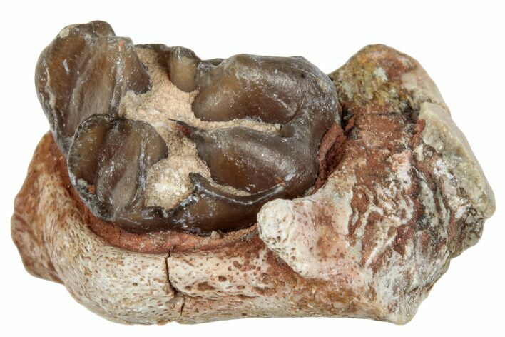 Fossil Horse (Mesohippus) Jaw Section w/ Tooth - South Dakota #289530